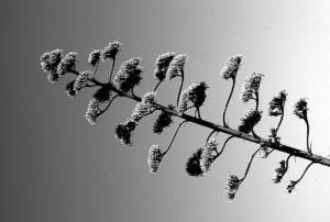 Trees in the sky