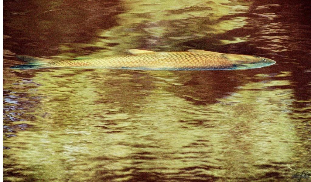 Poisson d'Or_ Emmanuelle Prosper Photographe