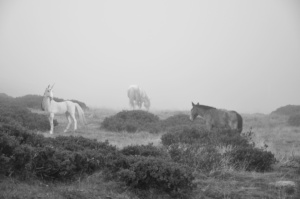 La-licorne-web.